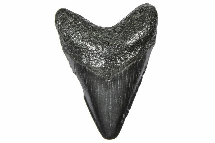 Juvenile Megalodon Tooth - South Carolina #360923
